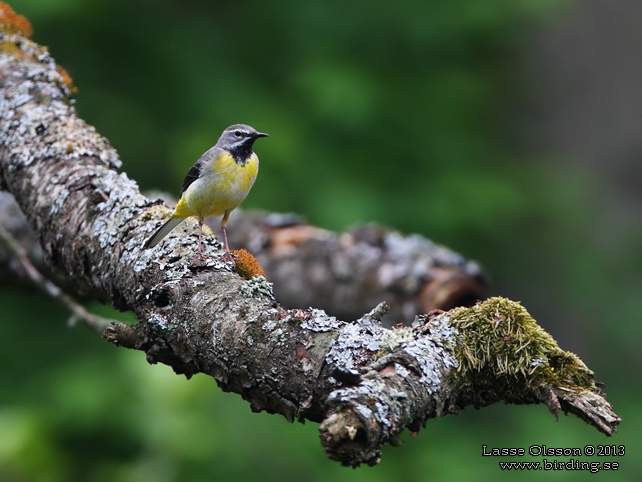 FORSÄRLA / GRAY WAGTAIL (Motacilla cinerea) - stor bild / full size