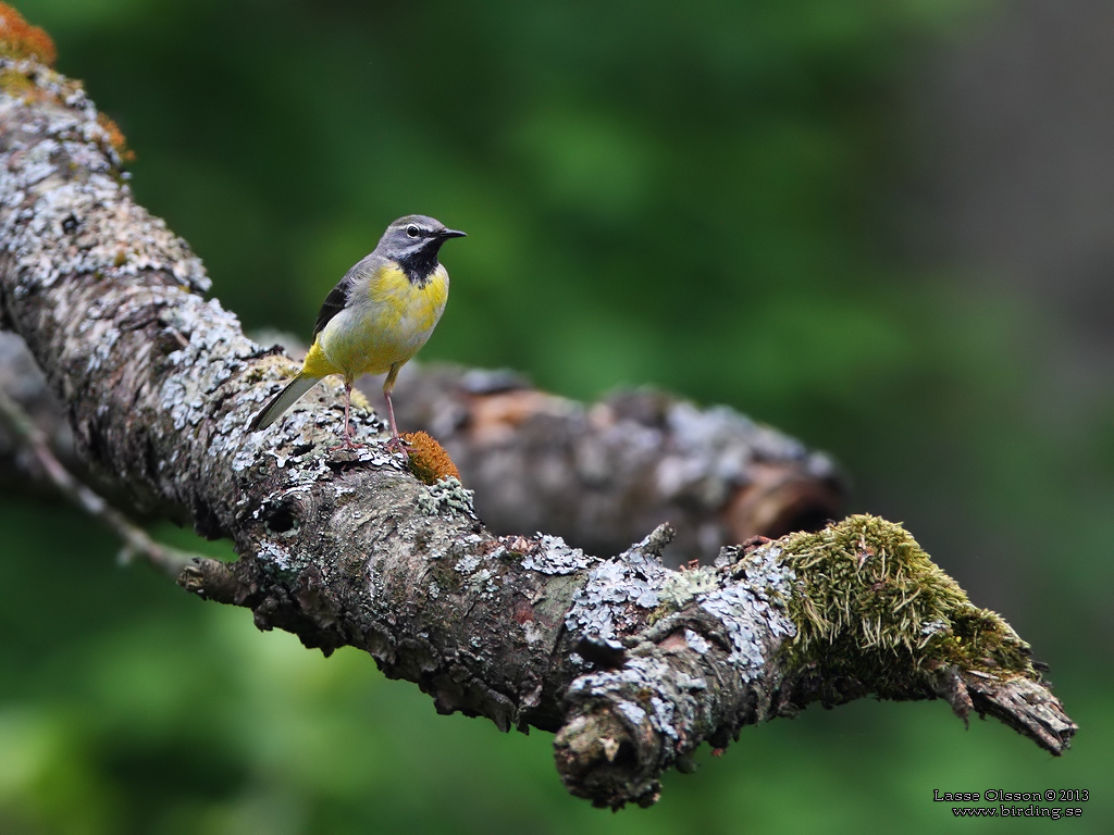 FORSRLA / GRAY WAGTAIL (Motacilla cinerea) - Stng / Close