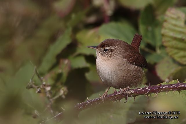 GÄRDSMYG / EURASIAN WREN (Troglodytes troglodytes) - stor bild / full size