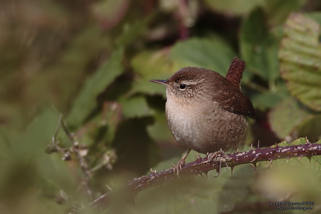 GRDSMYG / EURASIAN WREN (Troglodytes troglodytes) - Stng / Close