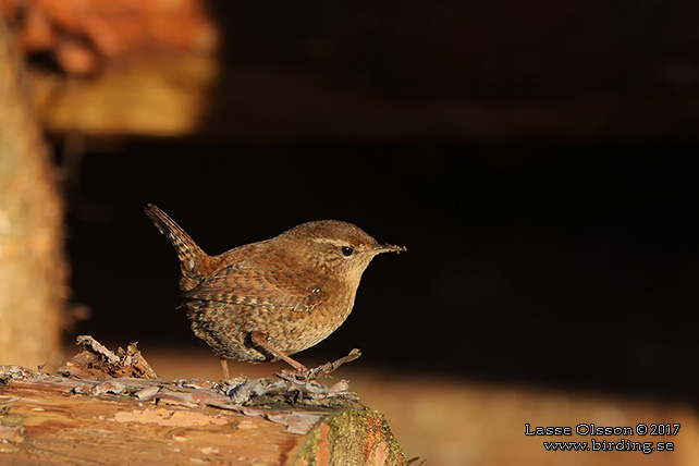 GÄRDSMYG / EURASIAN WREN (Troglodytes troglodytes) - stor bild / full size