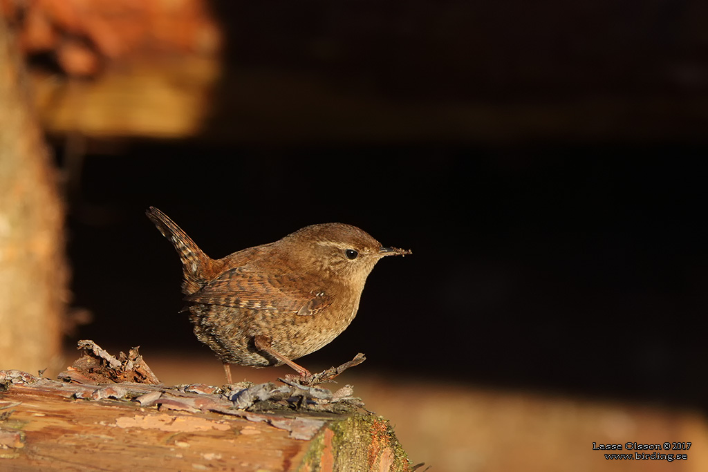 GRDSMYG / EURASIAN WREN (Troglodytes troglodytes) - Stng / Close