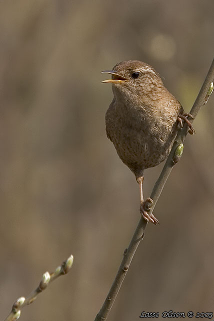 GRDSMYG / EURASIAN WREN (Troglodytes troglodytes)