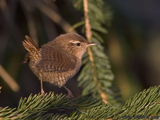 GRDSMYG / EURASIAN WREN (Troglodytes troglodytes)