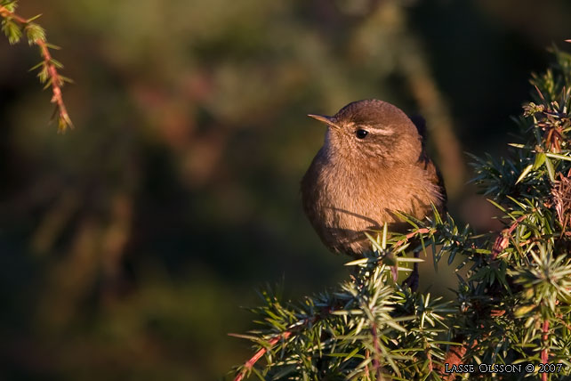 GRDSMYG / EURASIAN WREN (Troglodytes troglodytes) - stor bild / full size