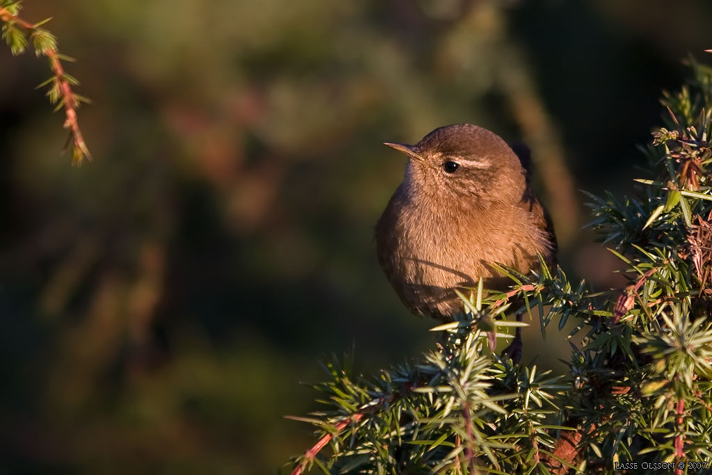 GRDSMYG / EURASIAN WREN (Troglodytes troglodytes) - Stng / Close