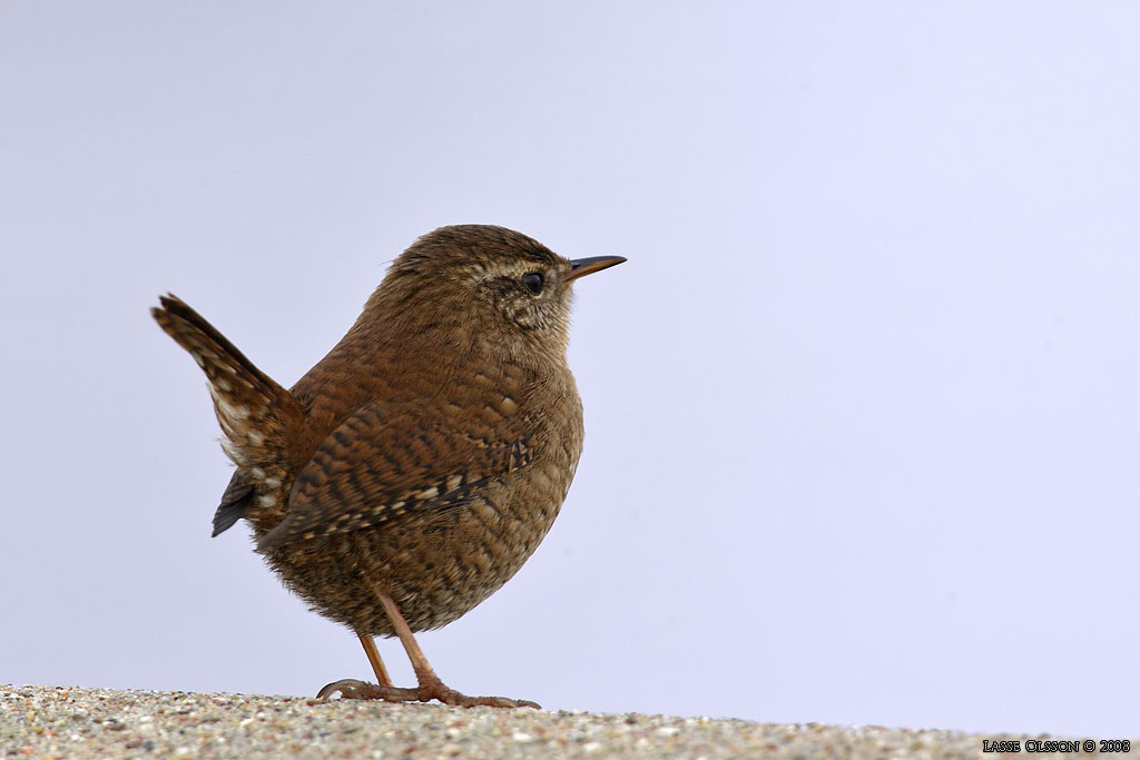 GRDSMYG / EURASIAN WREN (Troglodytes troglodytes) - Stng / Close