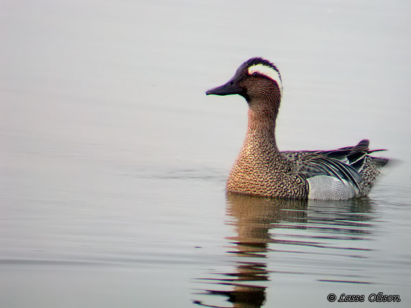 RTA / GARGANEY (Spatula querquedula)