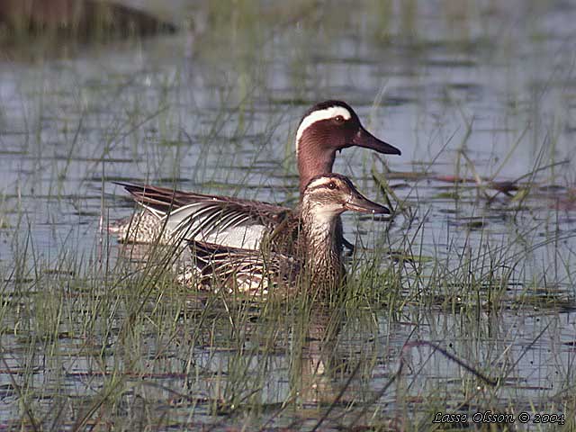 RTA / GARGANEY (Spatula querquedula) - stor bild / full size