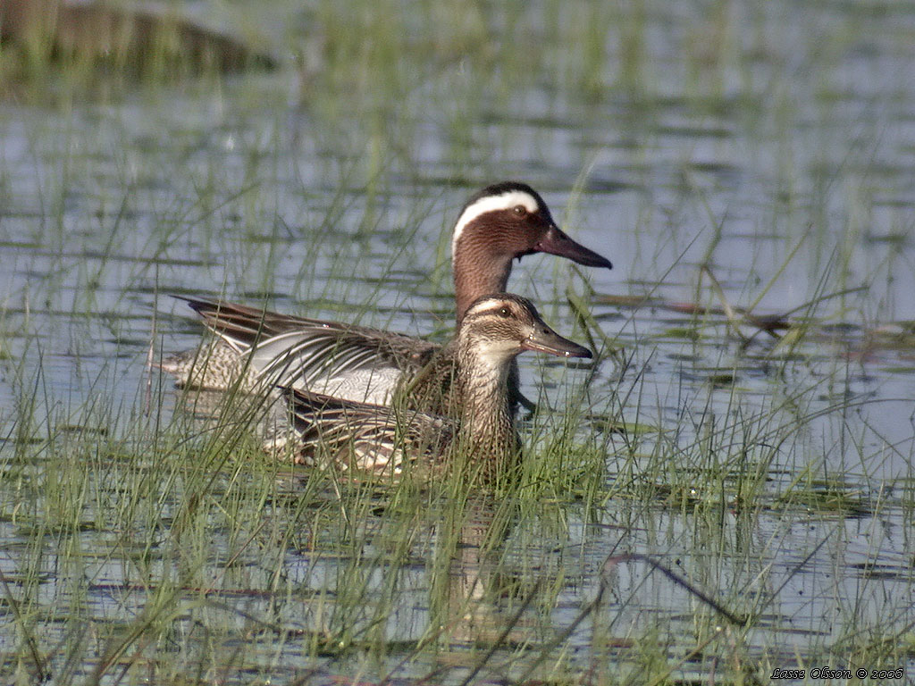 RTA / GARGANEY (Spatula querquedula) - Stng / Close