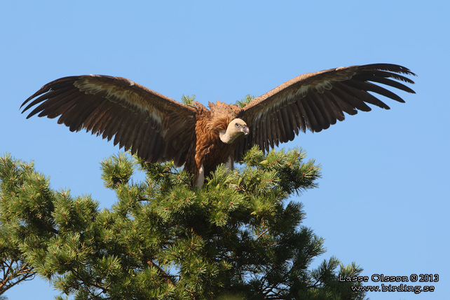 GÅSGAM / EURASIAN GRIFFON (Gyps fulvus) - stor bild / full size