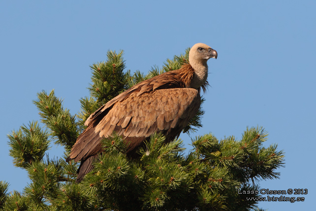 GSGAM / EURASIAN GRIFFON (Gyps fulvus) - stor bild / full size