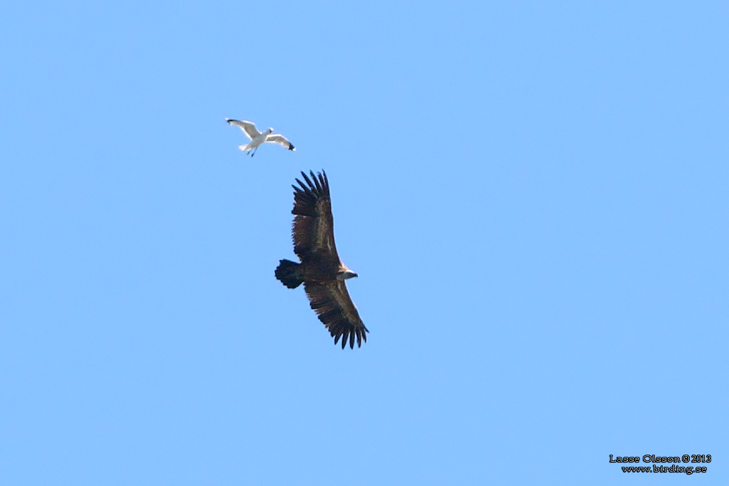 GSGAM / EURASIAN GRIFFON (Gyps fulvus) - Stng / Close