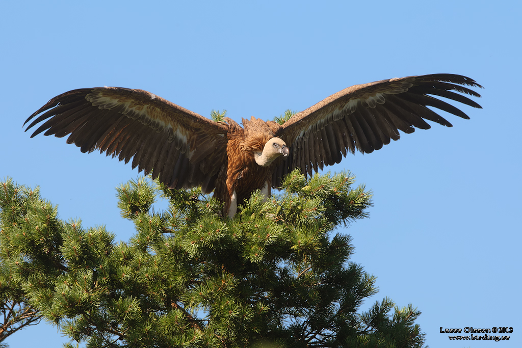 GSGAM / EURASIAN GRIFFON (Gyps fulvus) - Stng / Close