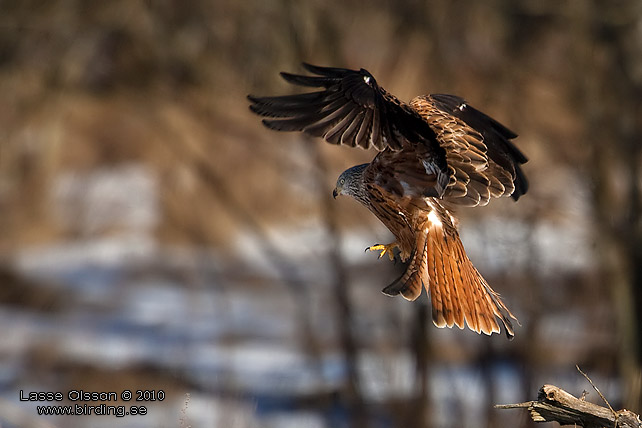 RD GLADA / RED KITE (Milvus milvus) - stor bild / full size