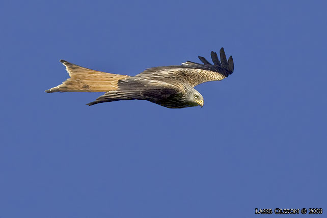 RD GLADA / RED KITE (Milvus milvus) - stor bild / full size