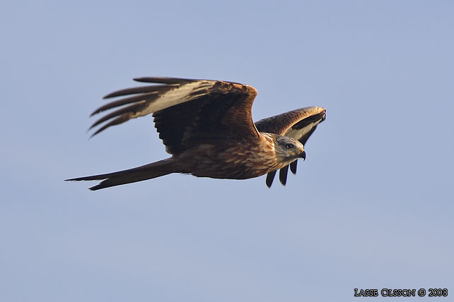 RD GLADA / RED KITE (Milvus milvus) - stor bild / full size