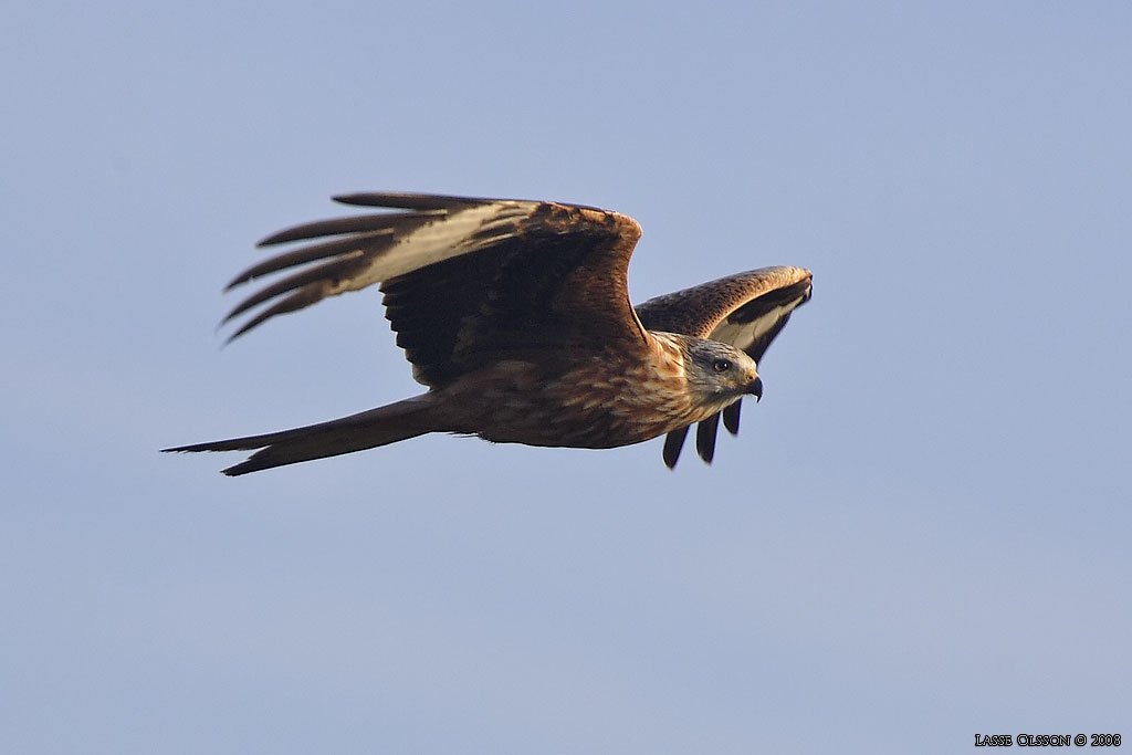 RD GLADA / RED KITE (Milvus milvus) - Stng / Close