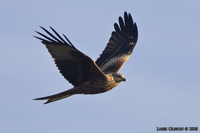 RD GLADA / RED KITE (Milvus milvus) - stor bild / full size