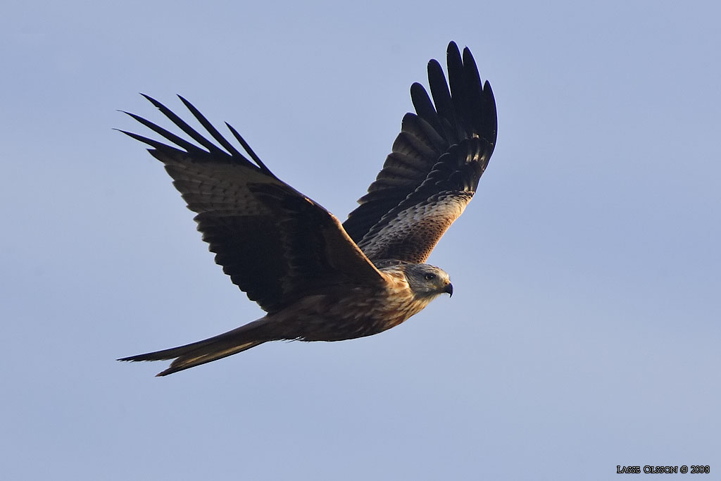 RD GLADA / RED KITE (Milvus milvus) - Stng / Close