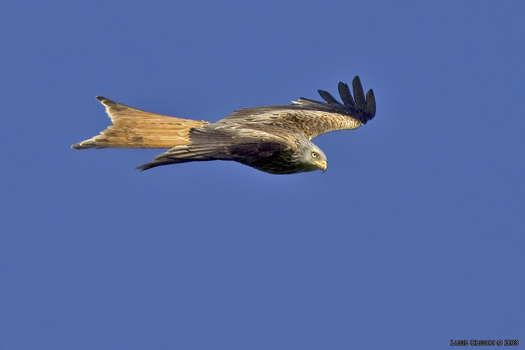 RD GLADA / RED KITE (Milvus milvus) - Stng / Close