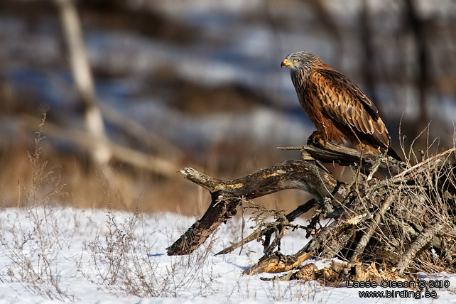 RD GLADA / RED KITE (Milvus milvus) - stor bild / full size