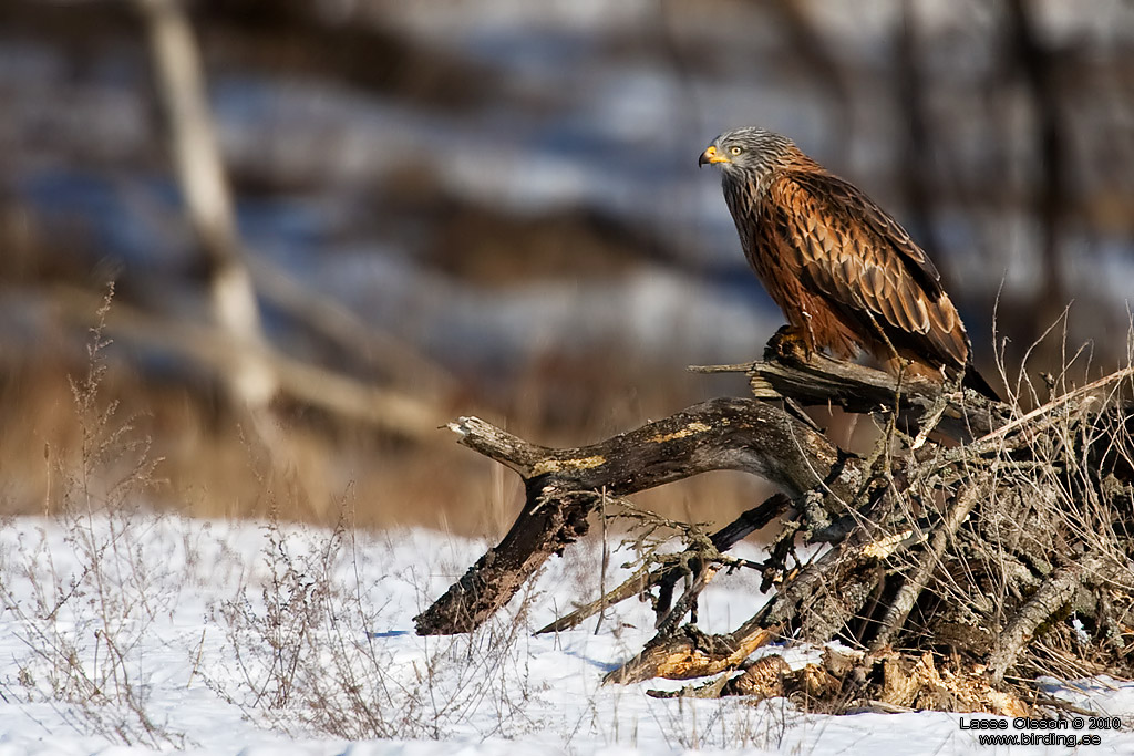 RD GLADA / RED KITE (Milvus milvus) - Stng / Close