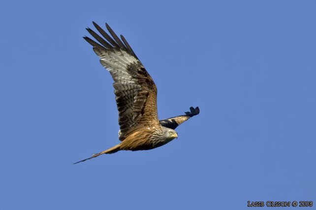 RD GLADA / RED KITE (Milvus milvus) - stor bild / full size