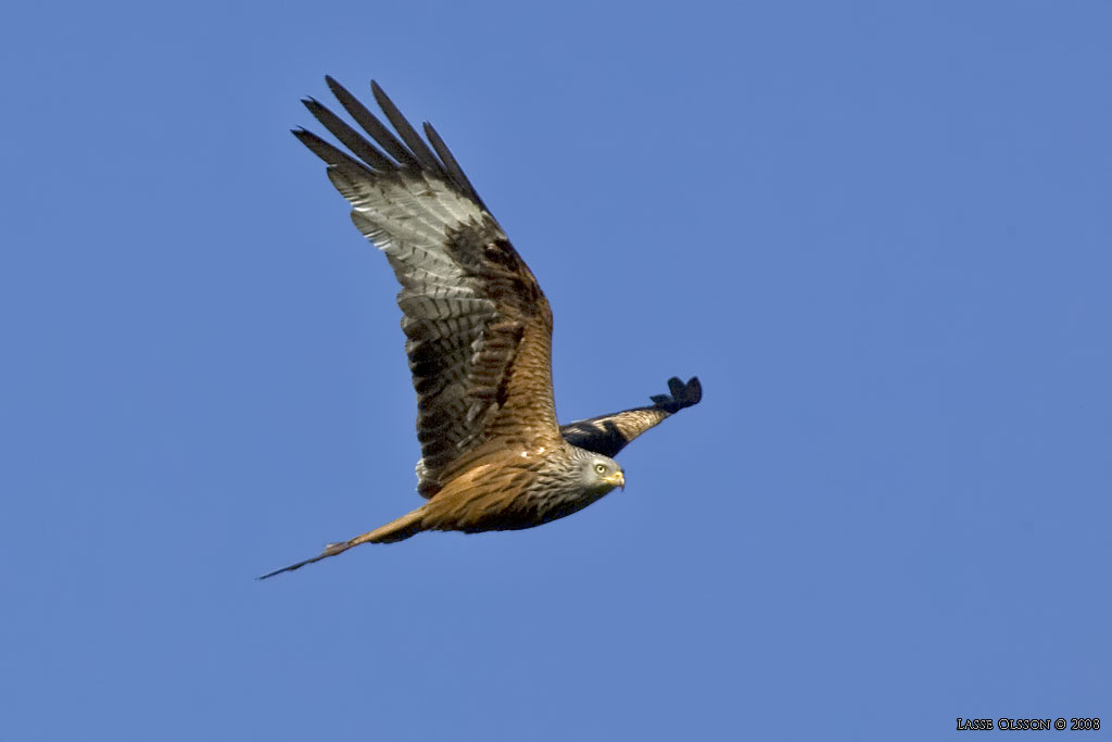 RD GLADA / RED KITE (Milvus milvus) - Stng / Close