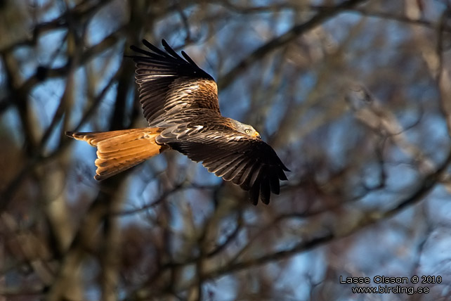 RD GLADA / RED KITE (Milvus milvus) - stor bild / full size