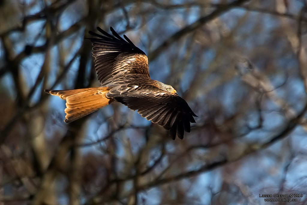 RD GLADA / RED KITE (Milvus milvus) - Stng / Close