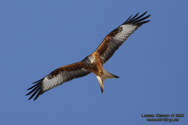 RD GLADA / RED KITE (Milvus milvus) - stor bild / full size