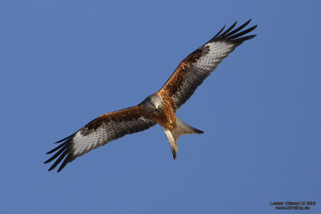 RD GLADA / RED KITE (Milvus milvus) - Stng / Close