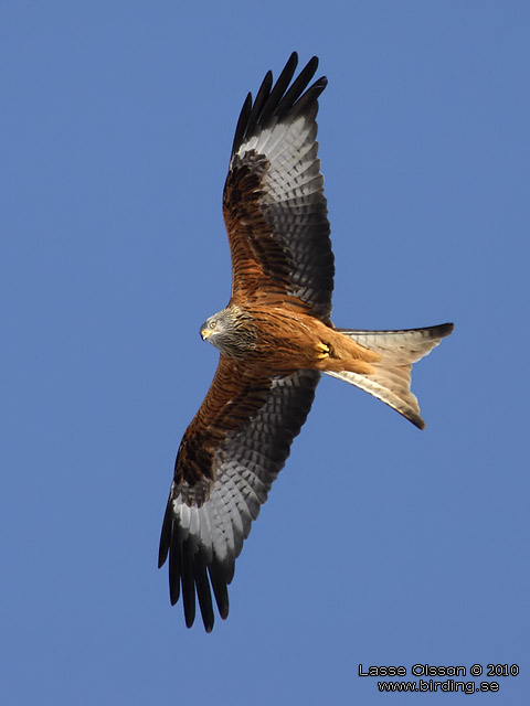 RD GLADA / RED KITE (Milvus milvus) - stor bild / full size