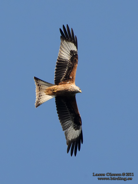 RÖD GLADA / RED KITE (Milvus milvus) - stor bild / full size