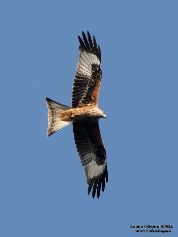 RD GLADA / RED KITE (Milvus milvus) - Stng / Close