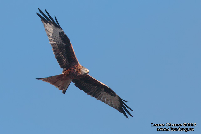 RÖD GLADA / RED KITE (Milvus milvus) - stor bild / full size