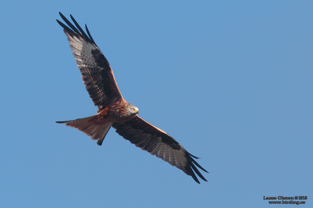 RD GLADA / RED KITE (Milvus milvus) - Stng / Close