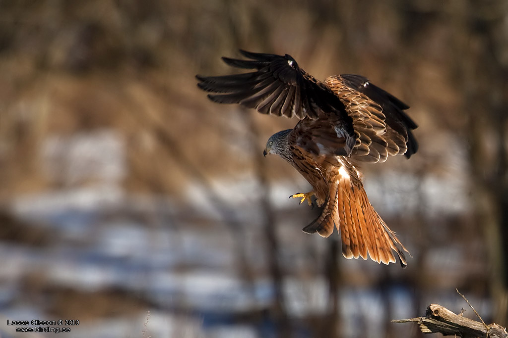 RD GLADA / RED KITE (Milvus milvus) - Stng / Close