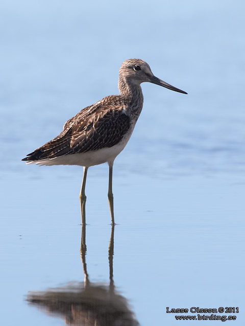 GLUTTSNÄPPA / COMMON GREENSHANK (Tringa nebularia) - stor bild / full size