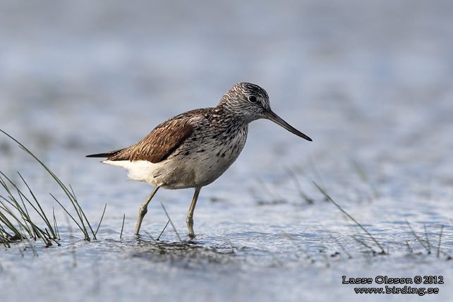 GLUTTSNÄPPA / COMMON GREENSHANK (Tringa nebularia) - stor bild / full size