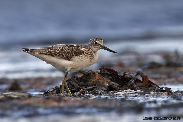 GLUTTSNPPA / COMMON GREENSHANK (Tringa nebularia) - stor bild / full size