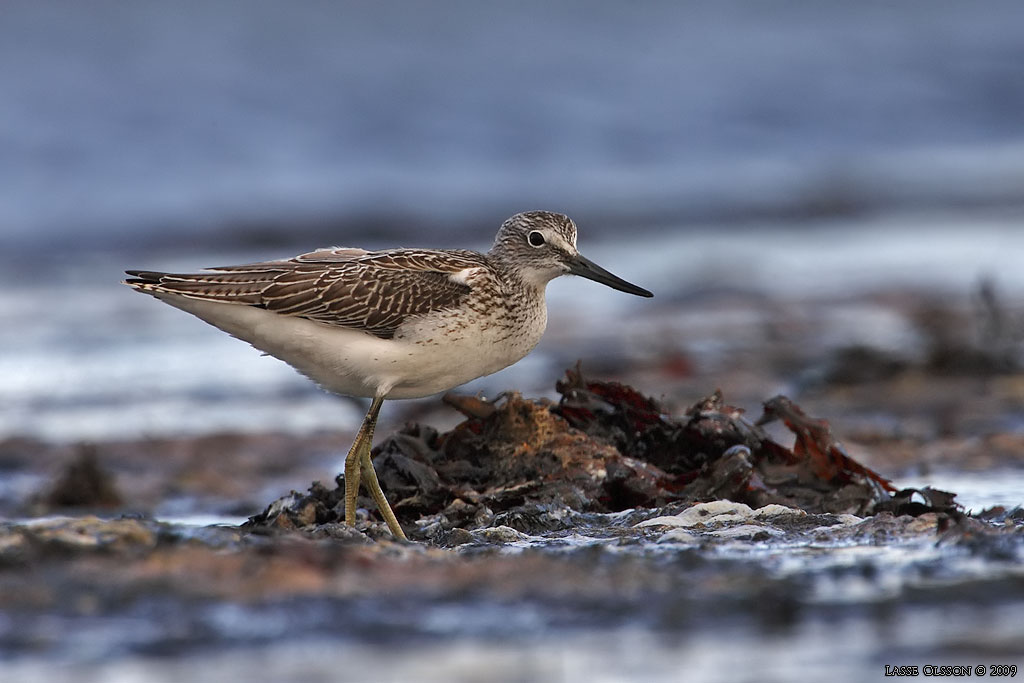 GLUTTSNPPA / COMMON GREENSHANK (Tringa nebularia) - Stng / Close