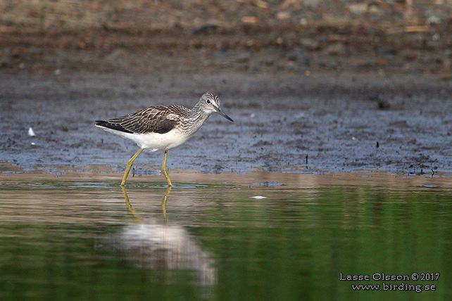 GLUTTSNÄPPA / COMMON GREENSHANK (Tringa nebularia) - stor bild / full size