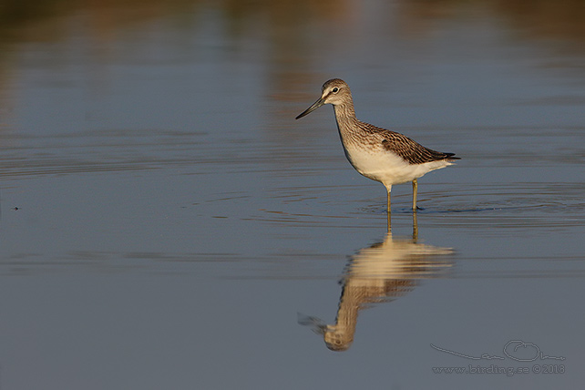 GLUTTSNÄPPA / COMMON GREENSHANK (Tringa nebularia) - stor bild / full size