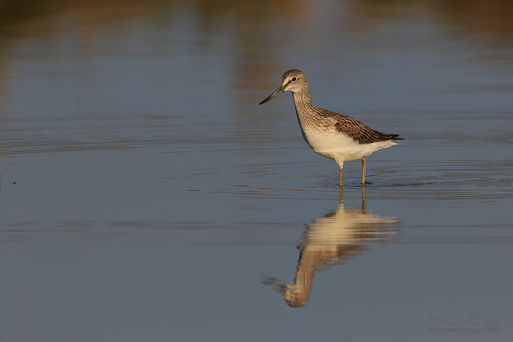 GLUTTSNPPA / COMMON GREENSHANK (Tringa nebularia) - Stng / Close