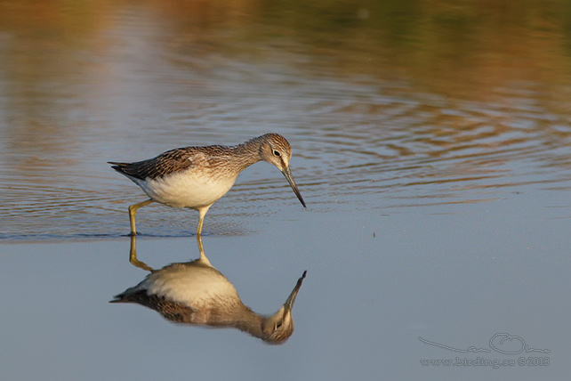 GLUTTSNÄPPA / COMMON GREENSHANK (Tringa nebularia) - stor bild / full size