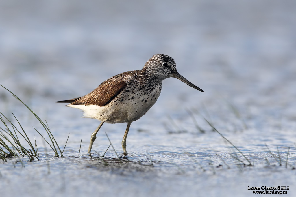 GLUTTSNPPA / COMMON GREENSHANK (Tringa nebularia) - Stng / Close