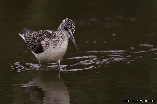 GLUTTSNPPA / COMMON GREENSHANK (Tringa nebularia) - stor bild / full size