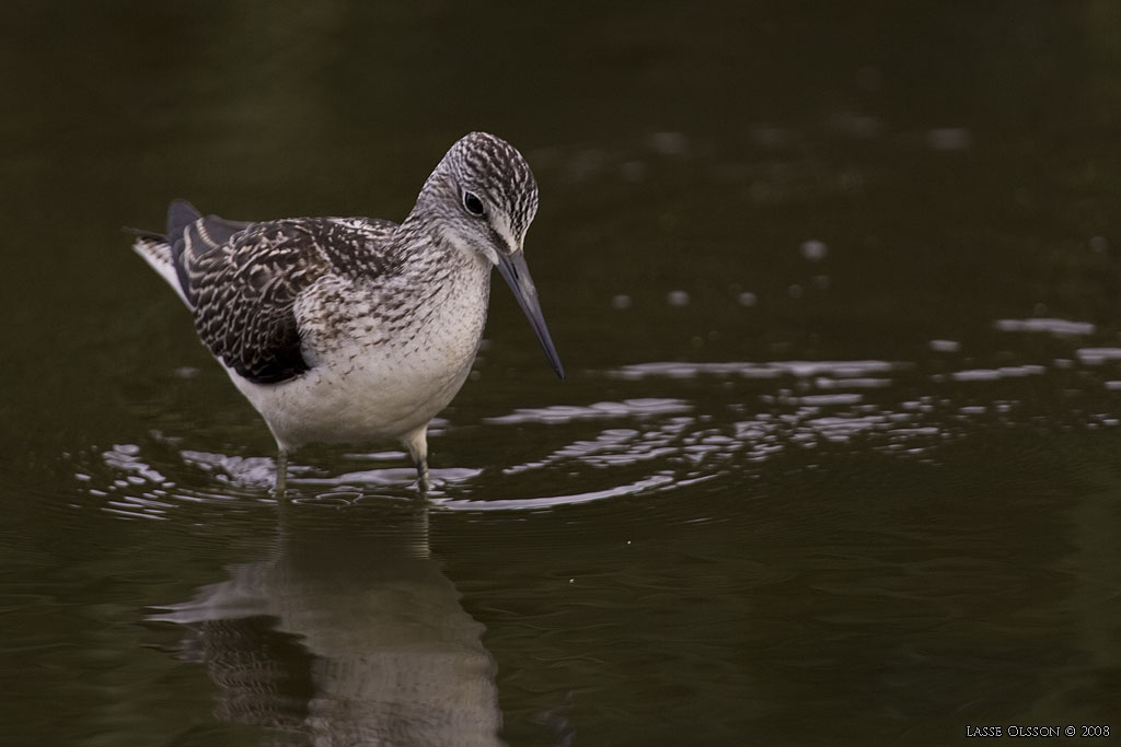 GLUTTSNPPA / COMMON GREENSHANK (Tringa nebularia) - Stng / Close